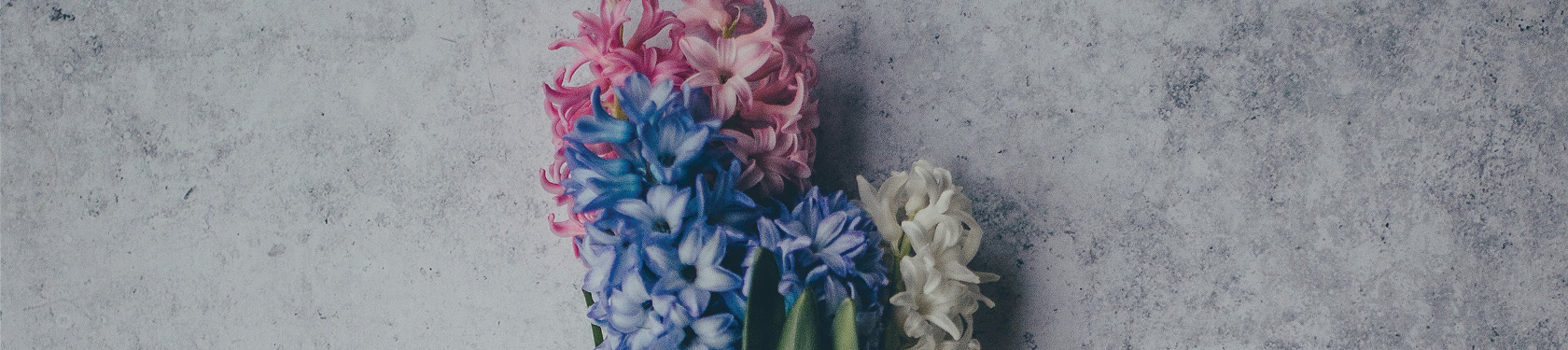 Blue, pink and white flowers commemorate the Trans Day of Remembrance.